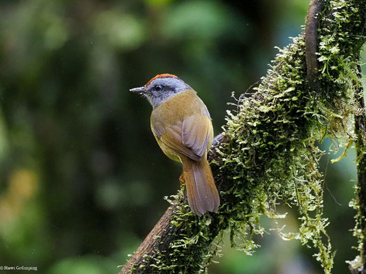 GOLDSCHEITELWALDSÄNGER, RUSSET-CROWNED WARBLER - MYIOTHLYPIS CORONATA