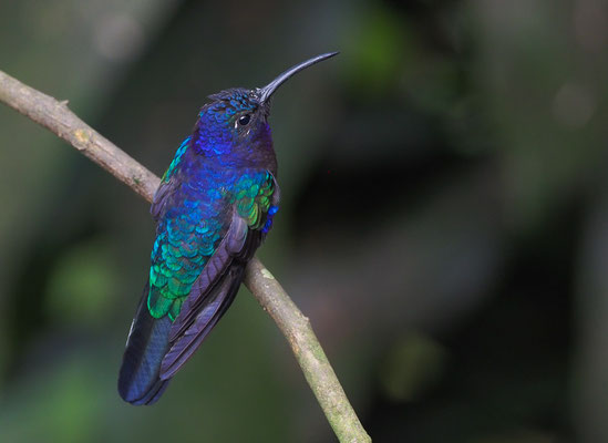VIOLETTDEGENFLÜGEL, VIOLET SABREWING, CAMPYLOPTERUS HEMILEUCURUS