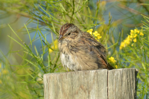LINCOLNAMMER, LINCOLN´S SPARROW, MELOSPIZA LINCOLNII