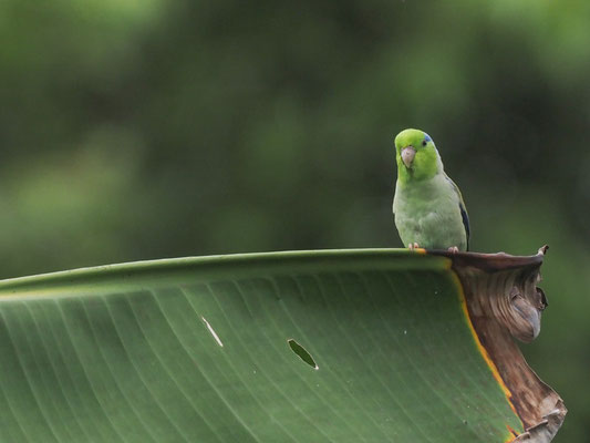 BLAUGENICK-SPERLINGSPAPAGEI, PACIFIC PARROTLET - FORPUS COELESTIS