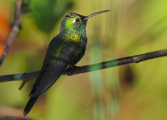 KUBASMARAGDKOLIBRI, CUBAN EMERALD, CHLOROSTILBON RICORDII