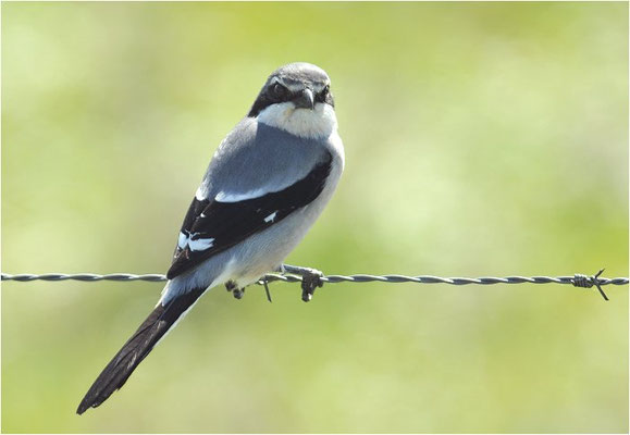 MITTELMEERRAUBWÜRGER, IBERIAN GREY SHRIKE, LANIUS MERIDIONALIS