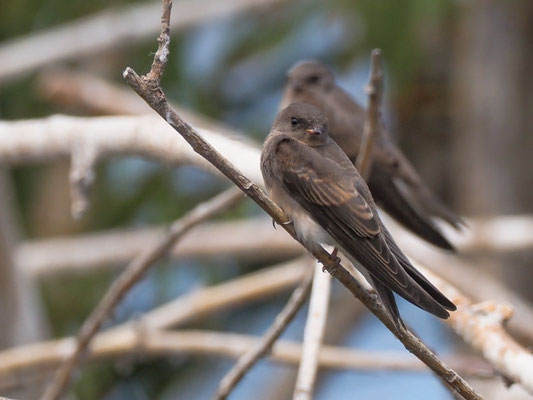 Braunkehluferschwalbe, Brown-throated Martin - Riparia paludicola