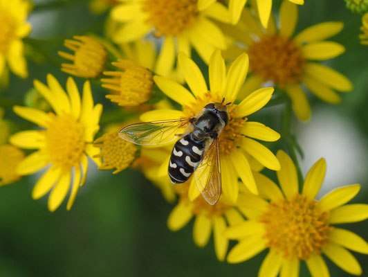 SPÄTE GROSSSTIRNSCHWEBFLIEGE, SCAEVA PYRASTRI