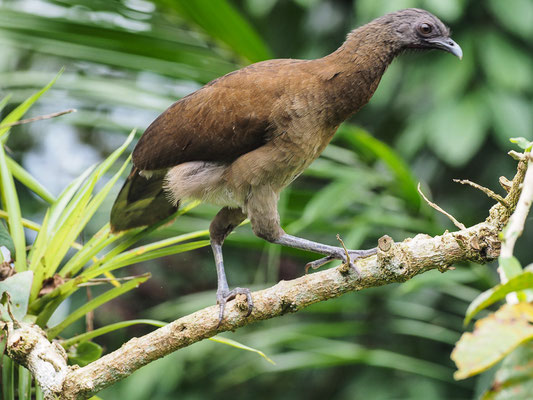 GRAUKOPFCHACHALACA, GRAY-HEADED CHACHALACA, ORTALIS CINEREICEPS