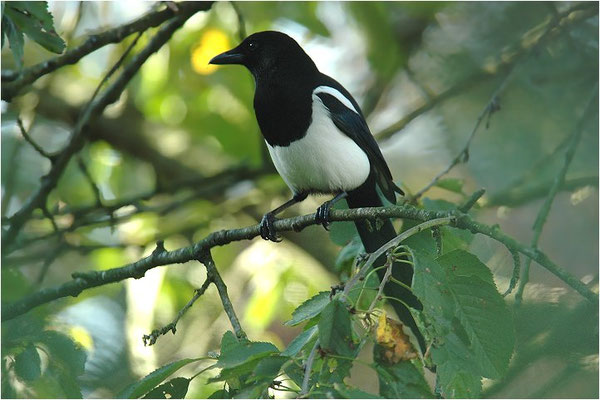 ELSTER, MAGPIE, PICA PICA