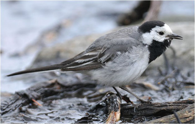 BACHSTELZE, WHITE WAGTAIL, MOTACILLA ALBA