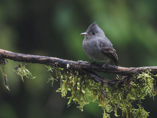SCHIEFERTYRANN, SMOKE-COLORED PEWEE - CONTOPUS FUMIGATUS