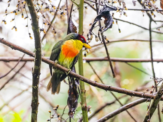 Goldbrustbartvogel, Lemon-throated Barbet - Eubucco richardsoni