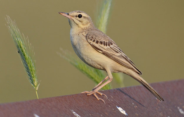 BRACHPIEPER, TAWNY PIPIT, ANTHUS CAMPESTRIS