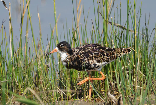 KAMPFLÄUFER, RUFF, PHILOMACHUS PUGNAX