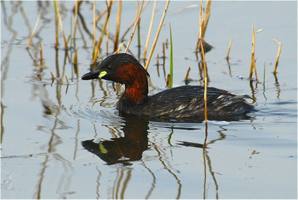 ZWERGTAUCHER, LITTLE GREBE, TACHYBAPTUS RUFICOLLIS