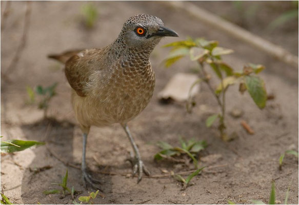 SCHUPPENDROSSLING, BROWN BABBLER, TURDOIDES PLEBEJUS