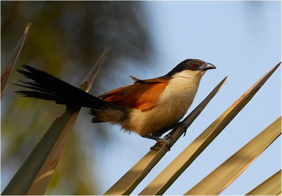 SPORENKUCKUCK, SENEGAL COUCAL, CENTROPUS SENEGALENSIS