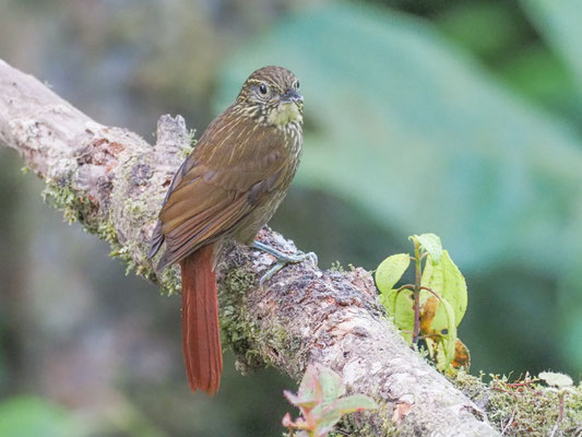 Streifenblattspäher, Lineated Foliage-gleaner - Syndactyla subalaris