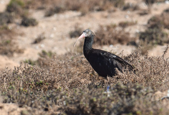 WALDRAPP, BALD IBIS, GERONTICUS EREMITA