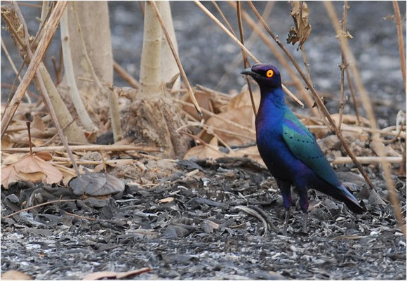 GRÜNSCHWANZGLANZSTAR, GREATER BLUE-EARED GLOSSY STARLING, LAMPROTORNIS CHALYBAEUS