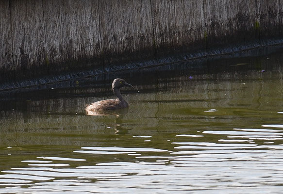 SCHWARZKOPFTAUCHER, LEAST GREBE, TACHYBAPTUS DOMINICUS