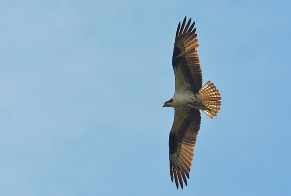 FISCHADLER, OSPREY, PANDION HALIAETUS