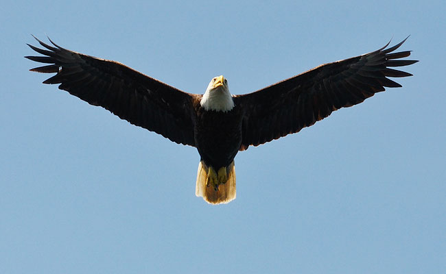 WEISSKOPFSEEADLER, BALD EAGLE,  HALIAEETUS LEUCOCEPHALUS