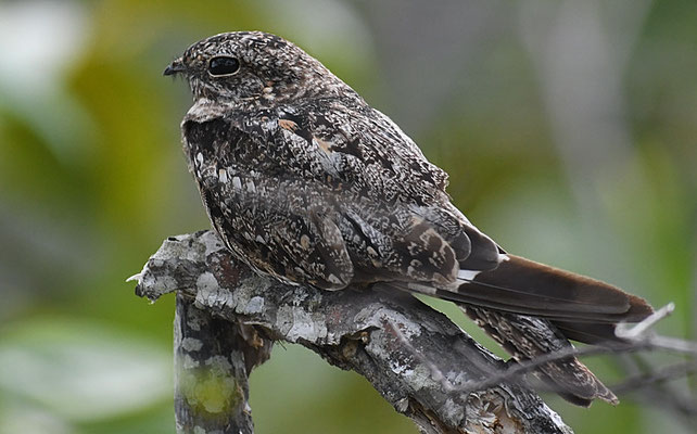 TEXAS-NACHTSCHWALBE, LESSER NIGHTHAWK,CHORDEILES ACUTIPENNIS