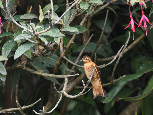 ROSTROTER ANDENKOLIBRI, SHINING SUNBEAM - AGLAEACTIS CUPRIPENNIS