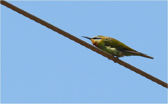 BLAUWANGENSPINT, BLUE-CHEEKED BEE-EATER, MEROPS PERSICUS