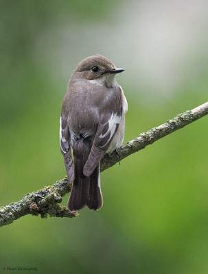 TRAUERSCHNÄPPER, PIED FLYCATCHER, FICEDULA HYPOLEUCA