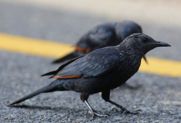 ROTSCHWINGENSTAR, RED-WINGED STARLING, ONYCHOGNATHUS MORIO