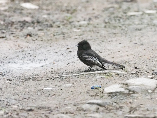 SCHWARZKOPF-PHOEBETYRANN, BLACK PHOEBE - SAYORNIS NIGRICANS