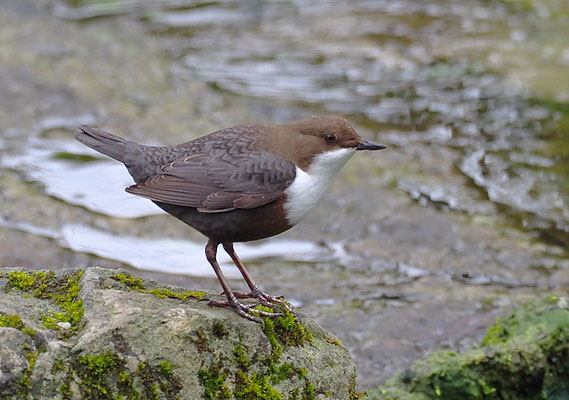 WASSERAMSEL, DIPPER, CINCLUS CINCLUS