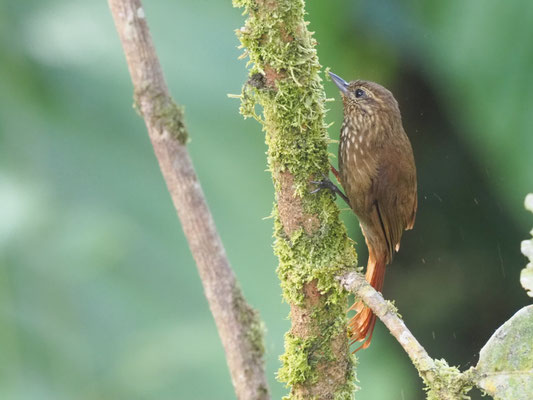 Keilschnabel-Baumsteiger, Wedge-billed Woodcreeper - Glyphorynchus spirurus