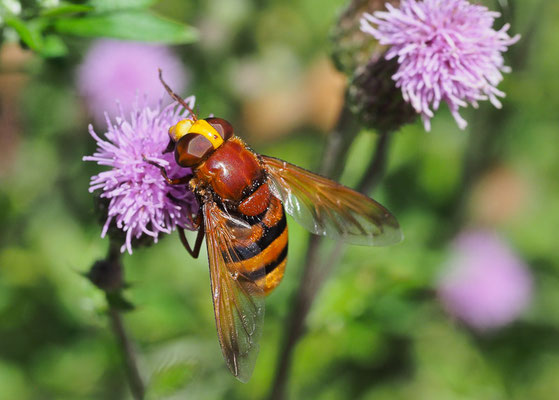 HORNISSENSCHWEBFLIEGE, VOLUCELLA ZONARIA