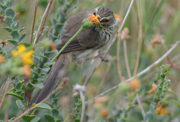 FLECKENPRINIE,KAROO PRINIA, PRINIA MACULOSA