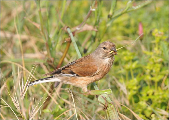 HÄNFLING, LINNET, CARDUELIS CANNABINA