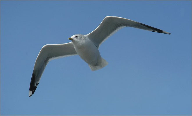 STURMMÖWE, MEW GULL (COMMON GULL), LARUS CANUS