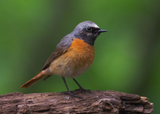 GARTENROTSCHWANZ, COMMON REDSTART, PHOENICURUS PHOENICURUS