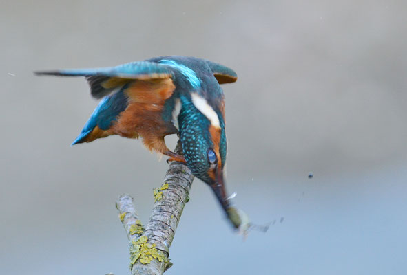 EISVOGEL, COMMON KINGFISHER, ALCEDO ATTHIS