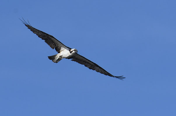 FISCHADLER, OSPREY, PANDION HALIAETUS