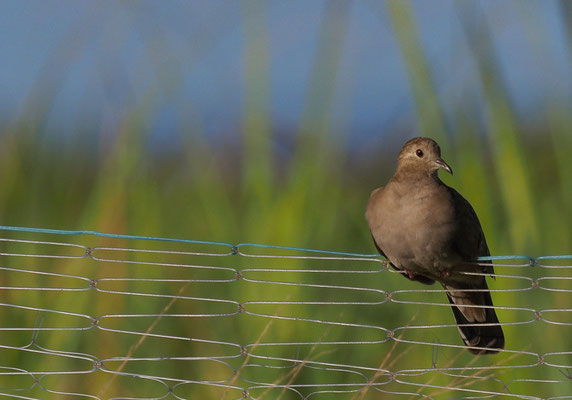 ROSTTÄUBCHEN, RUDDY GROUND DOVE, COLUMBINA TALPACOTI