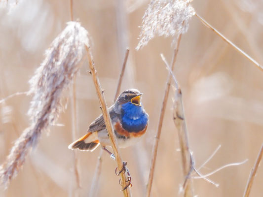 Blaukehlchen, bluethroat, luscinia svecica 