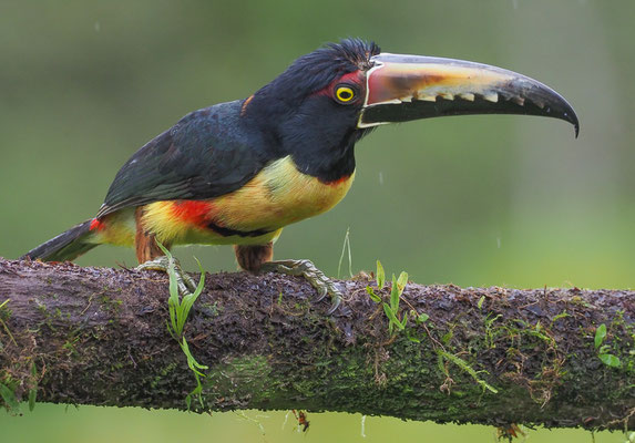 HALSBANDARASSARI, COLLARED ARACARI, PTEROGLOSSUS TORQUATUS