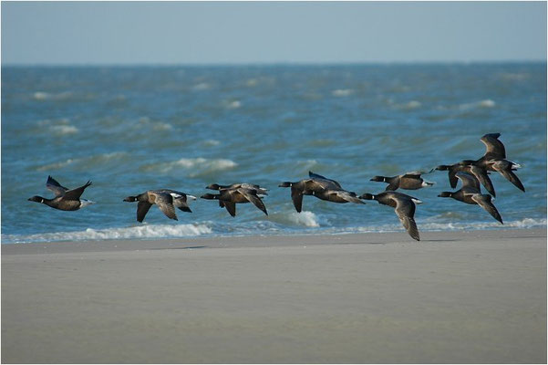 RINGELGANS, BRENT GOOSE, BRANTA BERNICLA