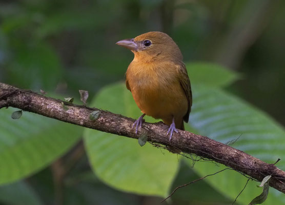 ROTKEHL-AMEISENTANGARE, RED-THROATED ANT-TANAGER, HABIA FUSCICAUDA 