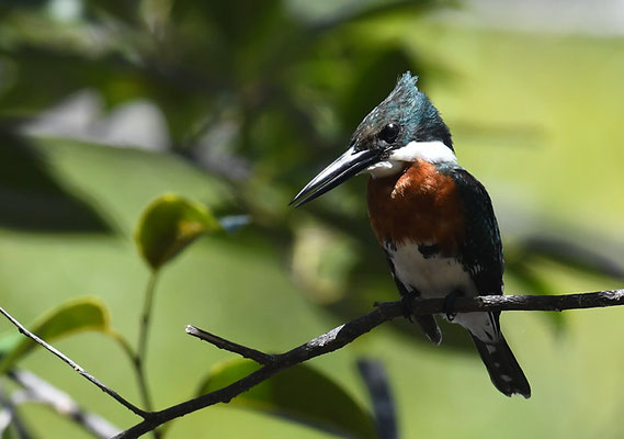 Amazonasfischer, Amazon kingfisher, Chloroceryle amazona
