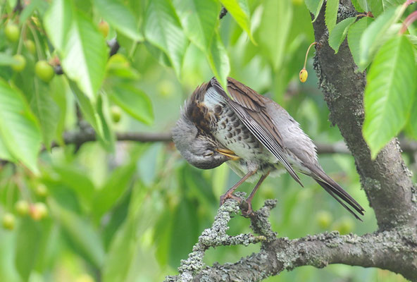 WACHOLDERDROSSEL, FIELDFARE, TURDUS PILARIS
