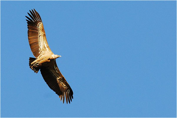 GÄNSEGEIER, GRIFFON VULTURE, GYPS FULVUS