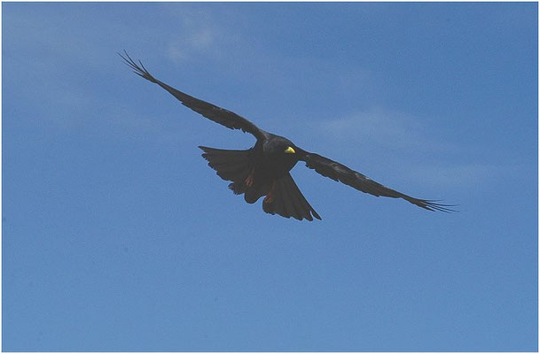 Alpendohle, alpine chough, pyrrhocorax graculus - schweiz