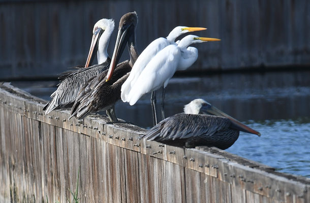 BRAUNER PELIKAN, BROWN PELICAN, PELICANUS OCCIDENTALIS