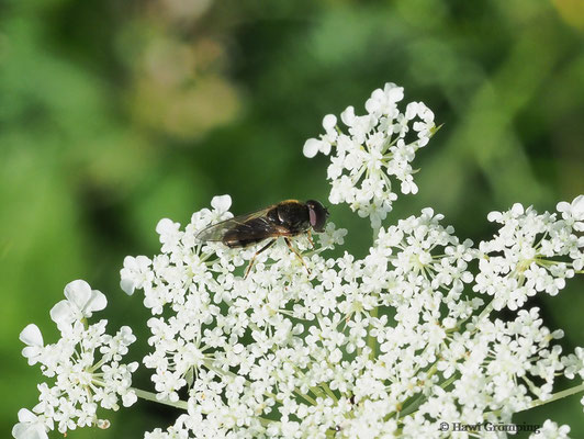 KLEINE ERZSCHWEBFLIEGE, CHEIILOSIA PAGANA